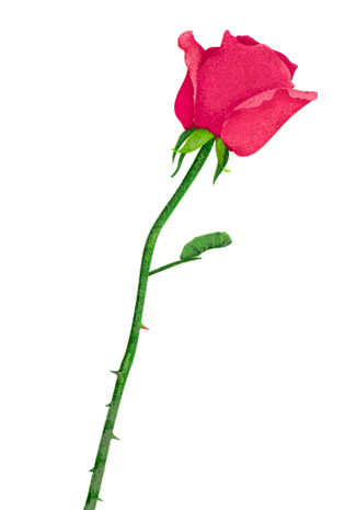 手绘玫瑰花朵图片大全_手绘玫瑰花朵图片素材【png免费下载】-90设计