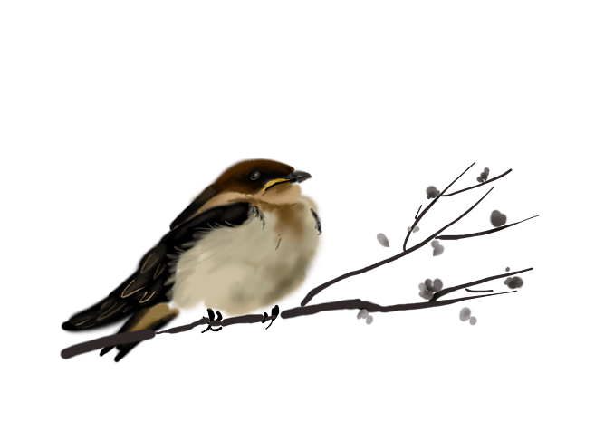 手绘国画古风小鸟