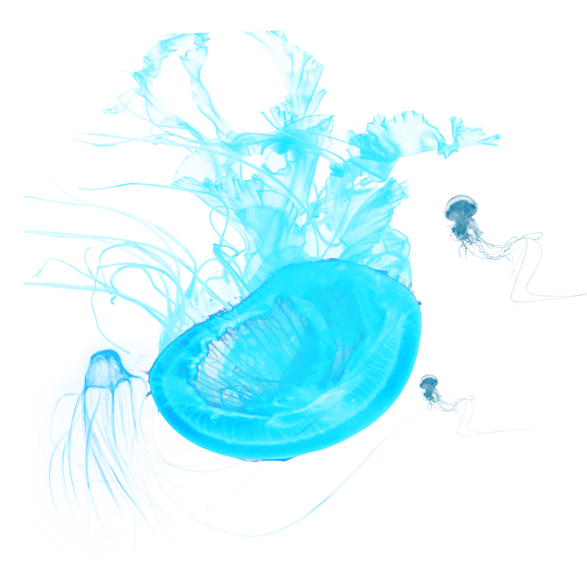 海洋生物图片大全_海洋生物图片素材【png免费下载】-90设计