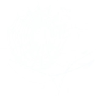 蜘蛛网图片大全