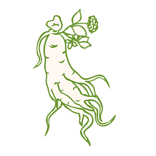 纯手绘人参素材设计