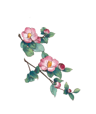 手绘中国风茶花绿植元素pngpsd2000*2000茶花线稿手绘线稿茶树花免扣