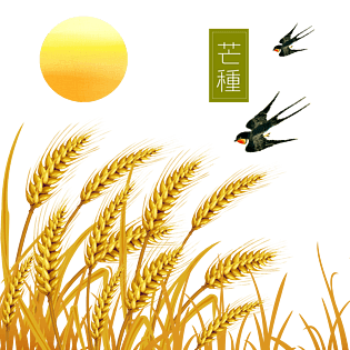 芒种手绘大丰收的稻米pngpsd2000*2000手绘温暖的稻谷丛插画pngpsd