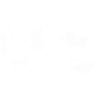 白色羽毛漂浮元素