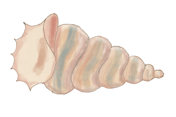 海螺海螺图片大全