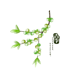 手绘李子图片大全