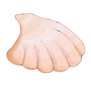 手绘水彩画扇贝png