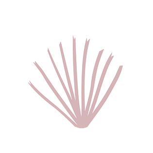 卡通手绘贝壳图片大全