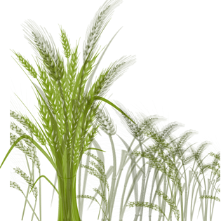 手绘绿色粮食小麦pngpsd2000*2000卡通装饰麦子小满黄色小麦绿色插画