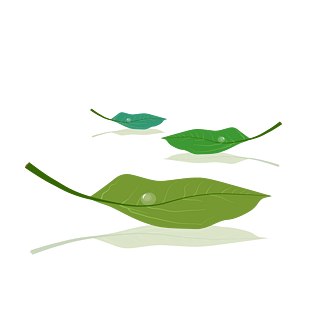 白露绿叶上的露珠高清免扣图