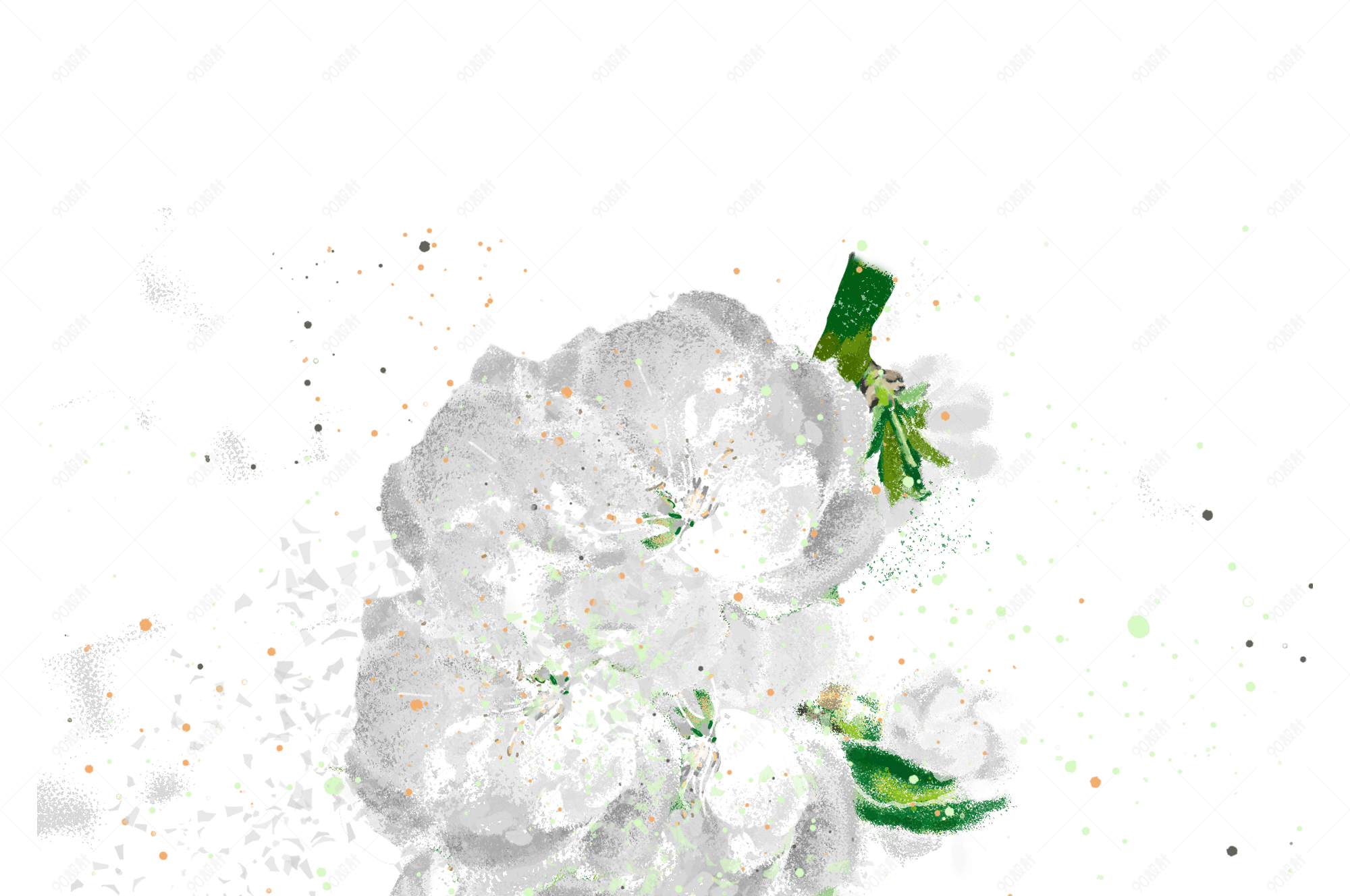 白色荼蘼花手绘花卉