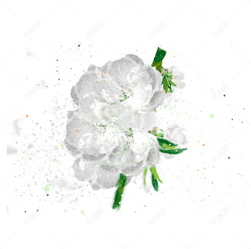 白色荼蘼花手绘花卉