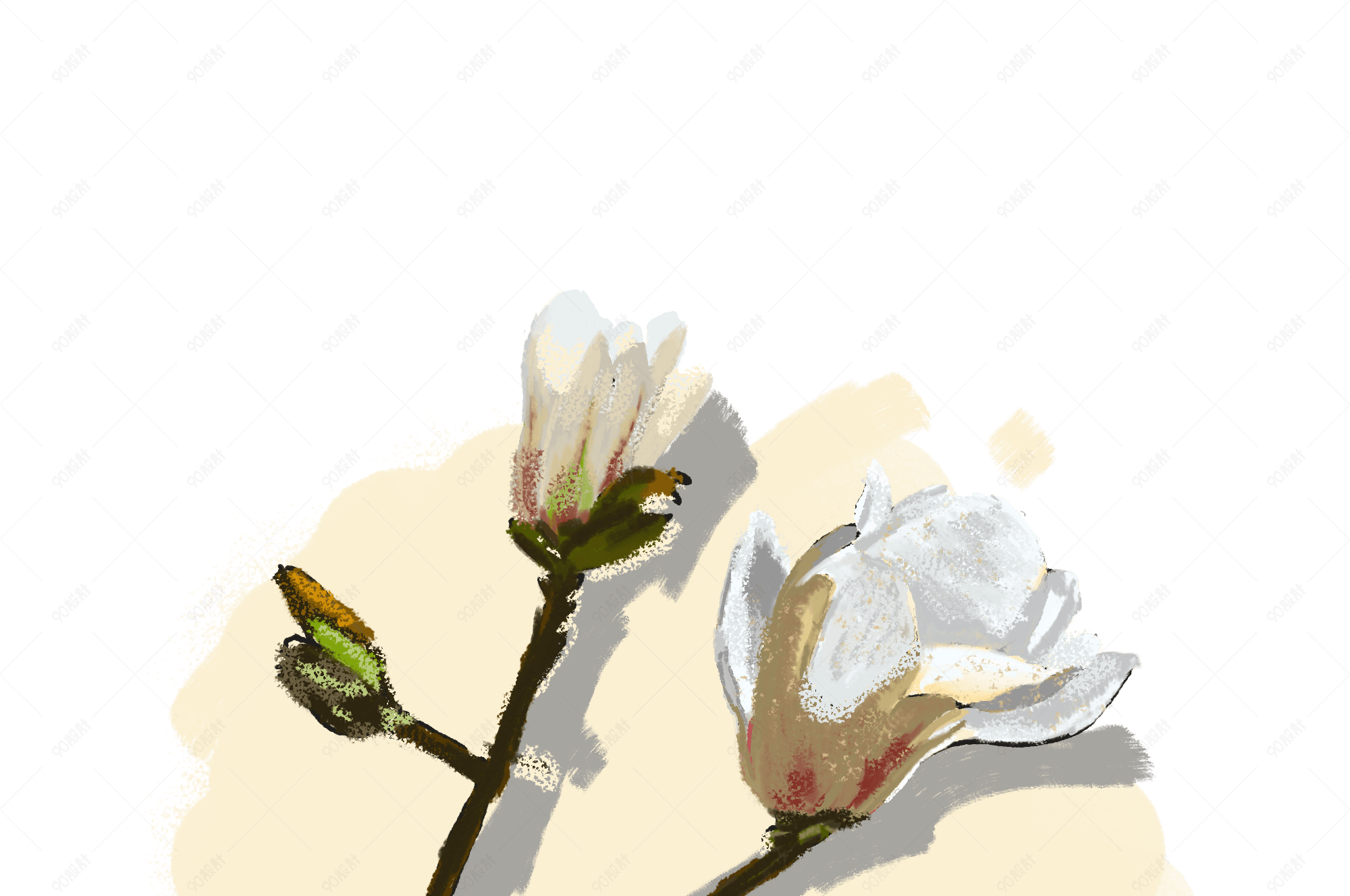 白玉兰花手绘花卉