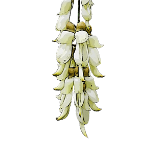 清明节浅色吊挂成串禾雀花png素材