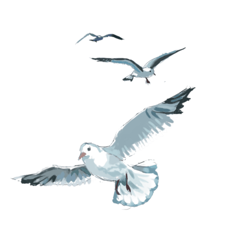 手绘动物海鸥小清新