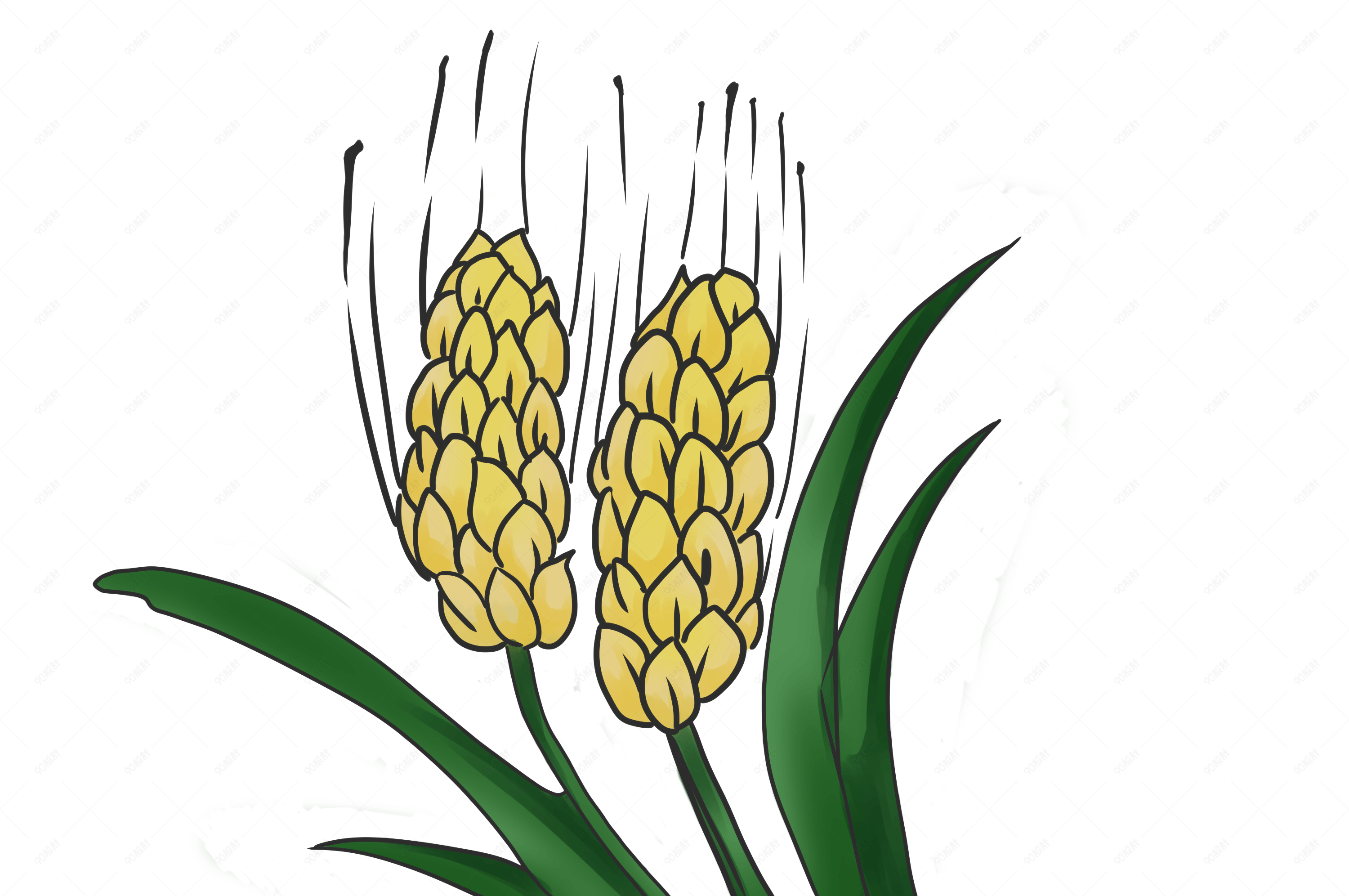 手绘农作物麦穗插画