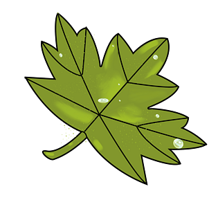 植物枫叶露珠插画