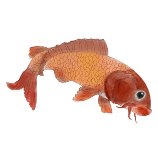 秋游旅游赏鱼免抠鲤鱼水彩卡通手绘png