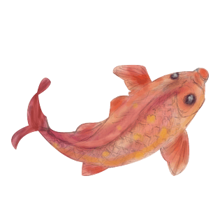 卡通手绘中国风红鲤鱼免抠png