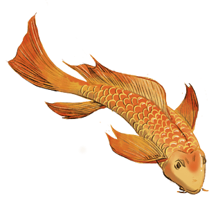 黄色鲤鱼手绘插画