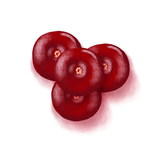 水果主题之蔓越莓卡通插画