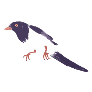 手绘插画小鸟喜鹊