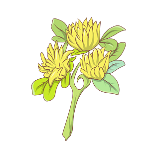 菊花植物图片大全