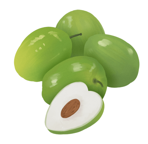 水果主题之台湾青枣插画