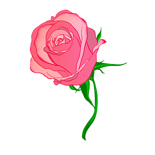 花装饰图案植物绿色植物粉色玫瑰