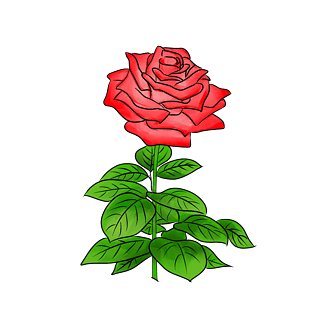 绿叶玫瑰花花卉花瓣插画