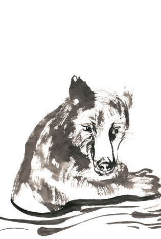 熊素材图片大全