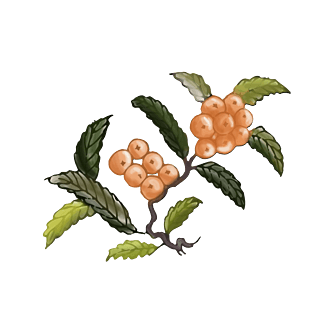 卡通手绘水彩枇杷免抠png