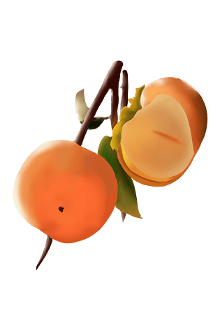 柿子插画图片大全