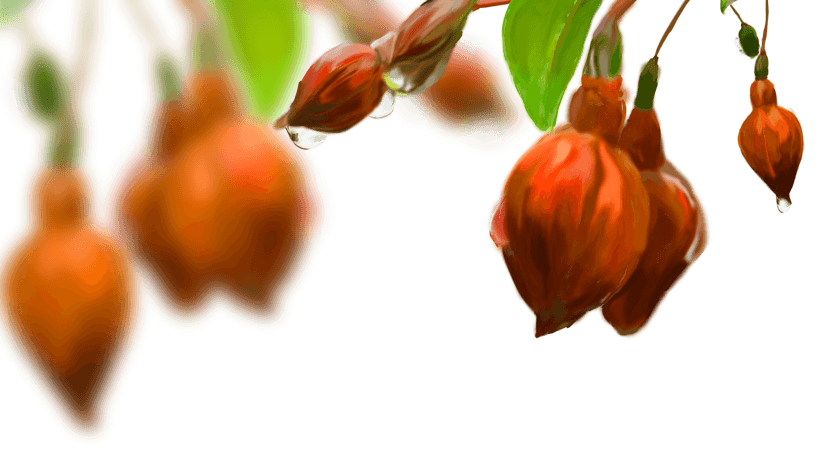 花蕾背景图片大全