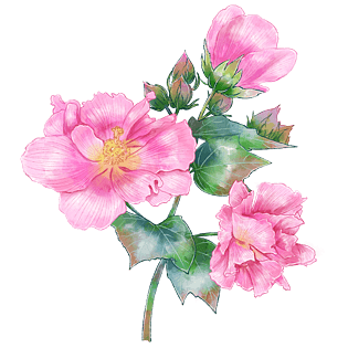 手绘中国风粉色木芙蓉花朵