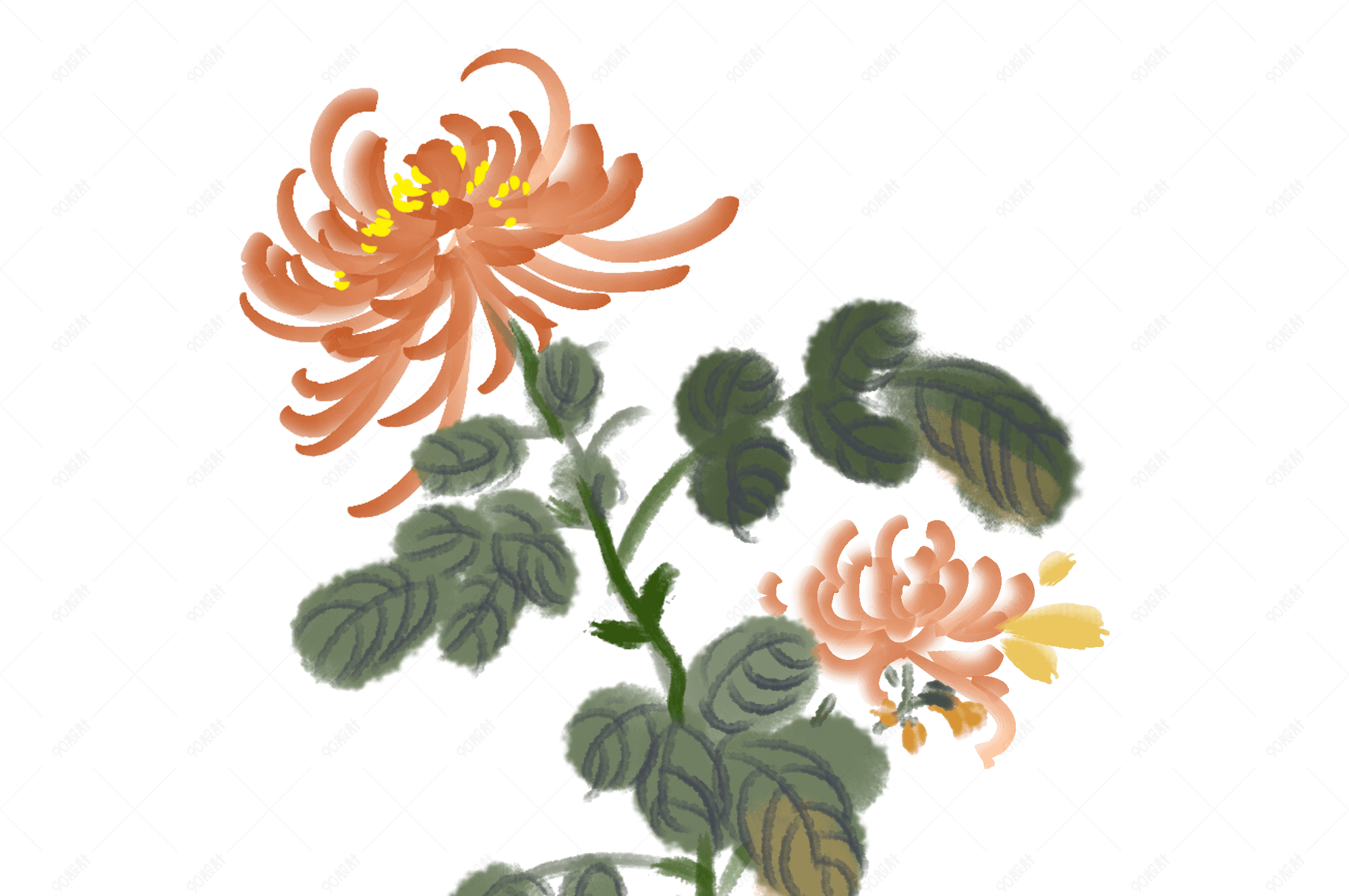 黄色菊花手绘插画