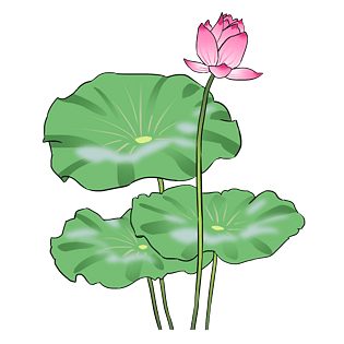 荷花和荷叶中国风手绘设计