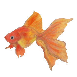 卡通手绘中国风水彩橘红色金鱼免抠png