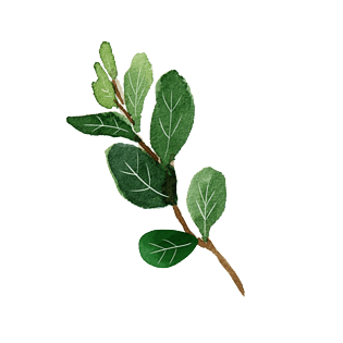 水彩植物绿叶手绘风小清新