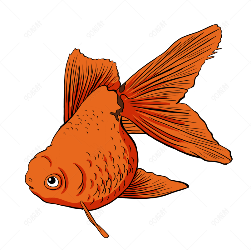 美丽水生动物红色金鱼东锦 电商元素png 90设计网