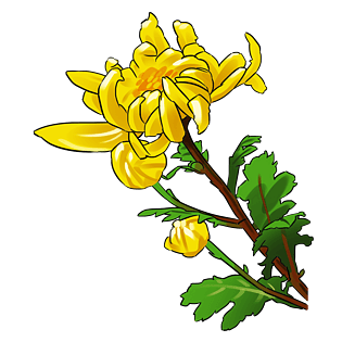 菊花卡通图片大全