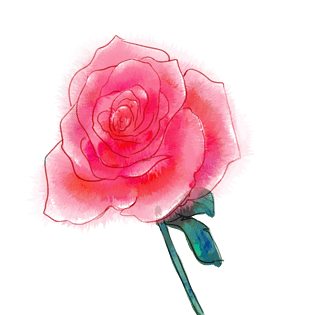 手绘水彩唯美玫瑰花插画