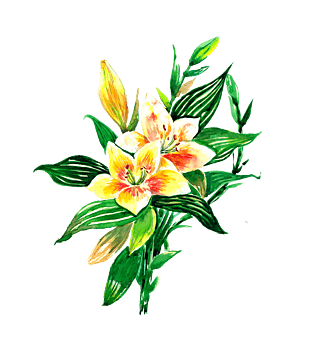 手绘百合图片大全