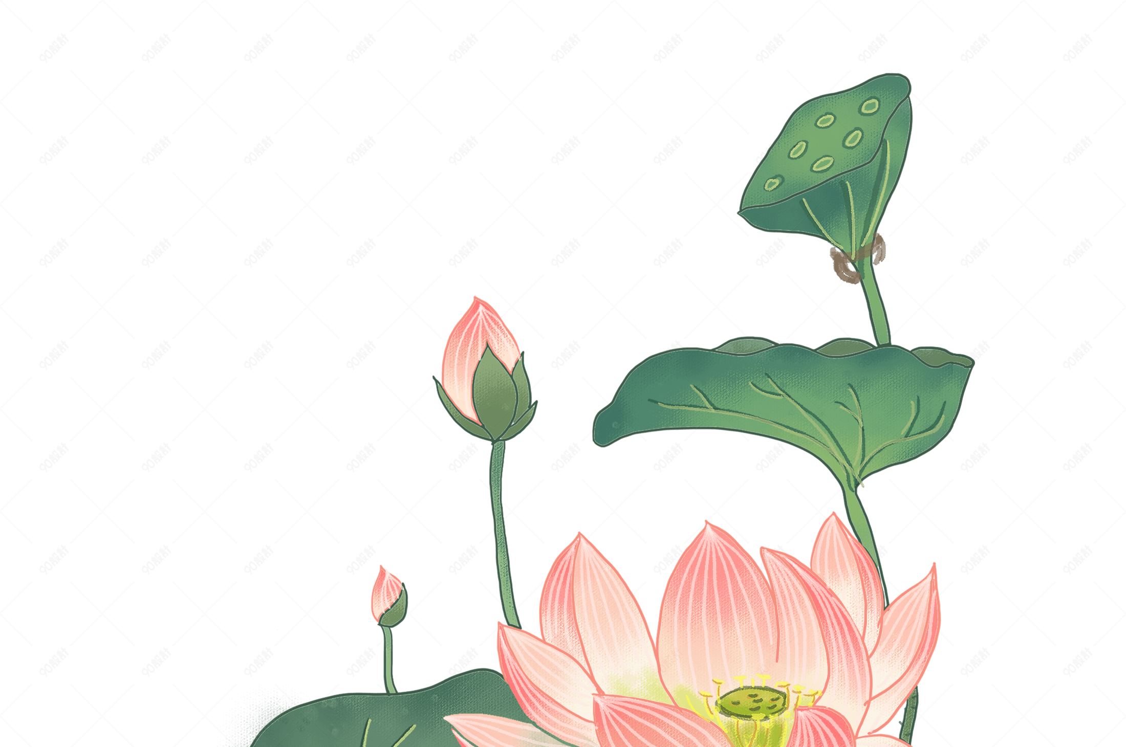 中国风之水彩手绘荷花插画