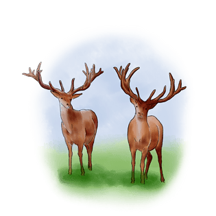 手绘水彩两头长角的鹿