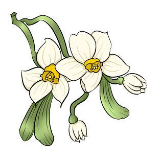 手绘水仙花图片大全