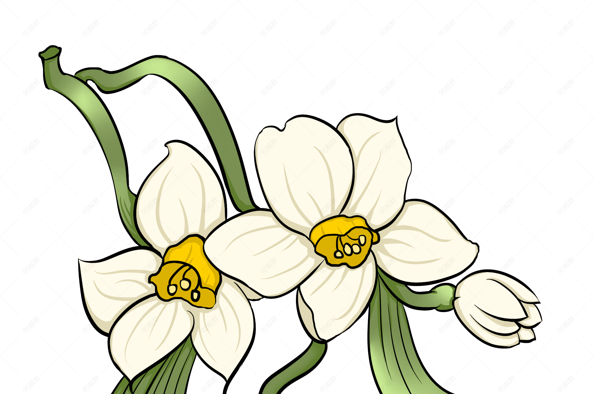 水仙白色花蕊手绘插画