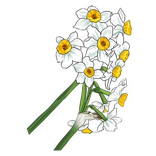 手绘水仙花图片大全 手绘水仙花图片素材 Png免费下载 90设计网