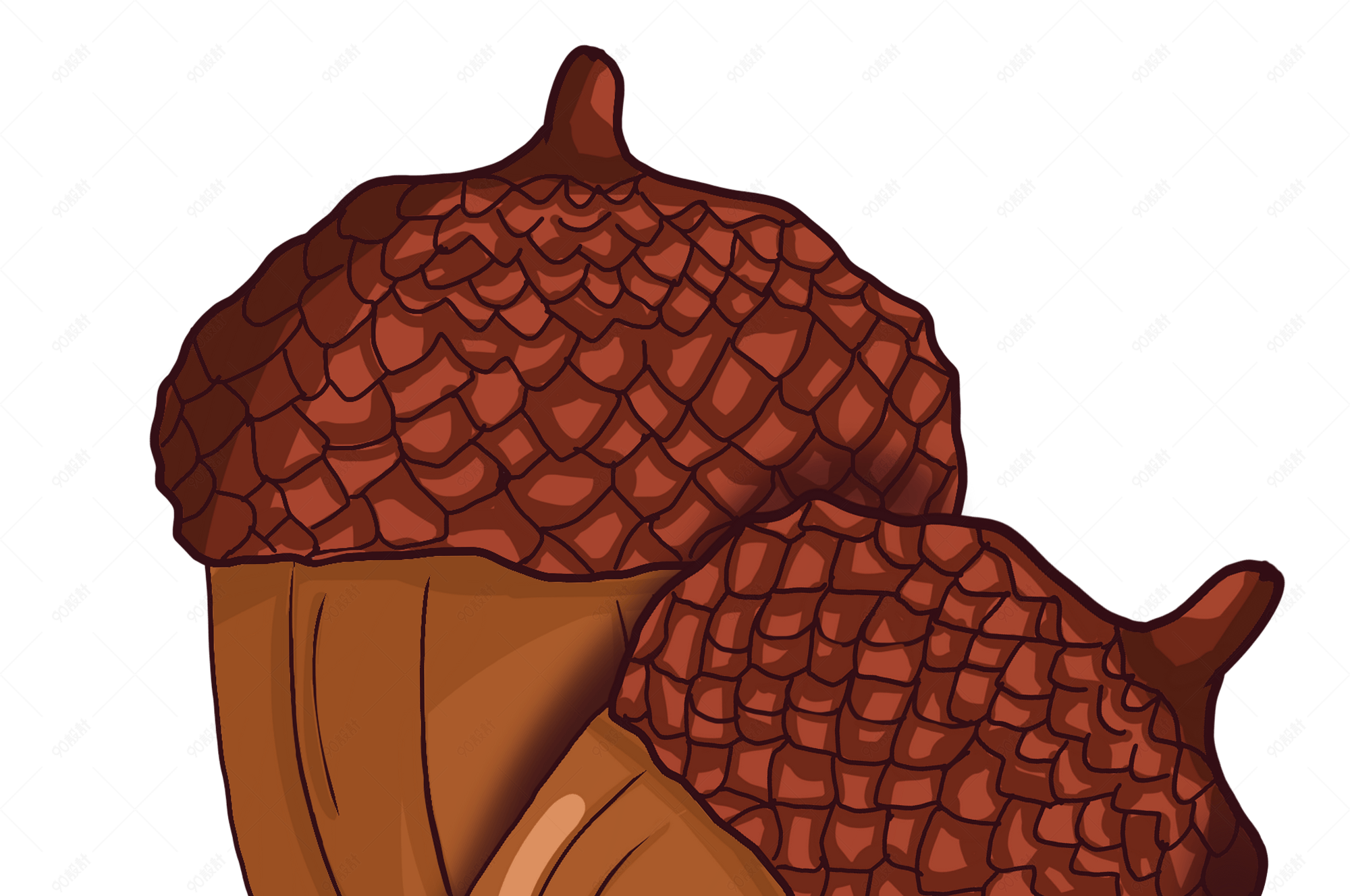 手绘秋冬季松果插画