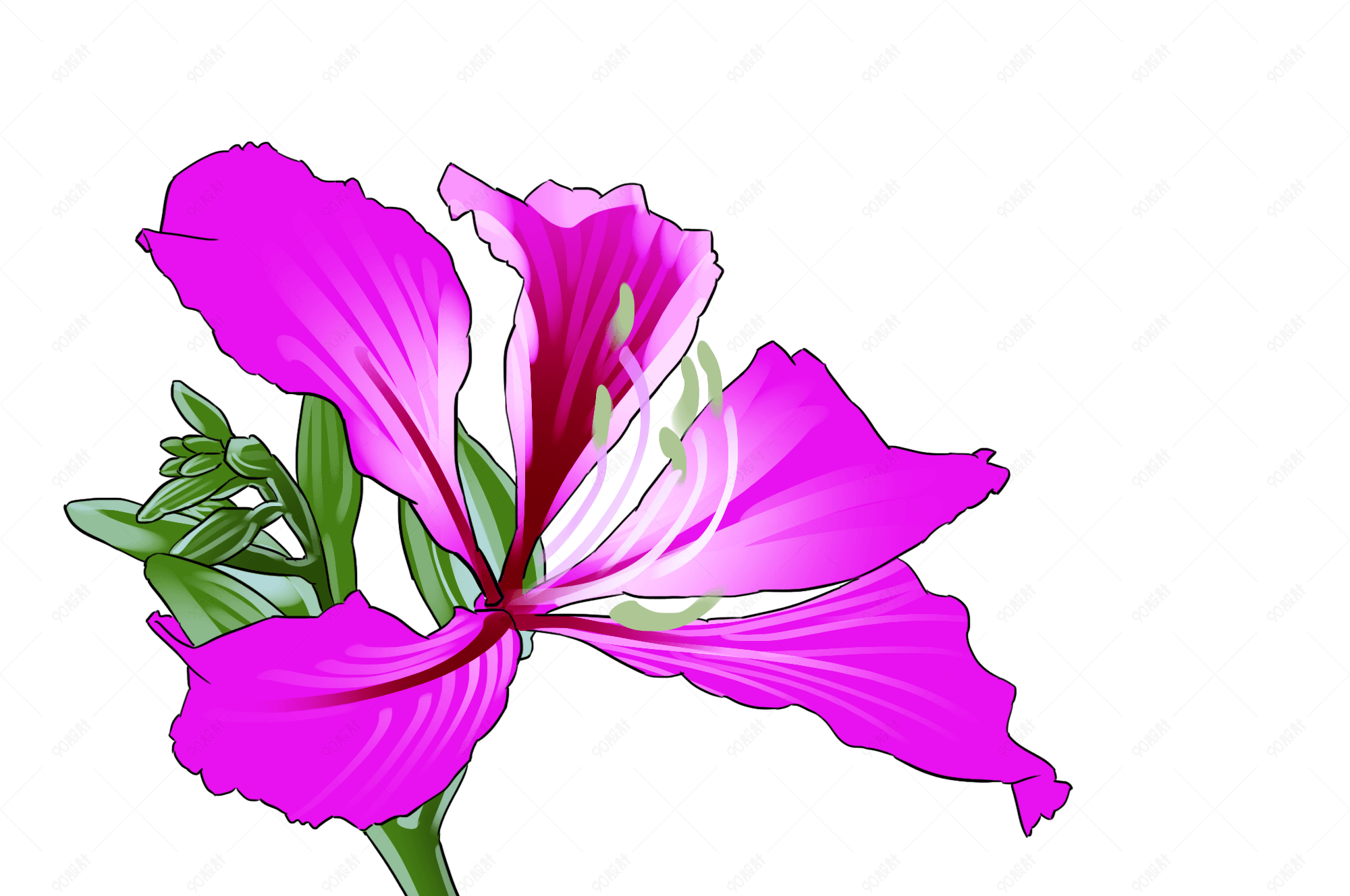 手绘紫色红花羊蹄甲